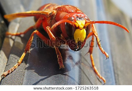 Murder hornet vespa mandarinia

Giant wasp known as killer bee
vespa mandarinia or Asian giant hornet