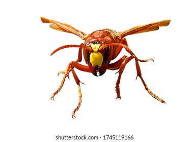 Murder hornets
gian asian hornet vespa mandarinia
Isolated on white background and drawing path                