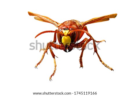 Murder hornets
gian asian hornet vespa mandarinia
Isolated on white background and drawing path                