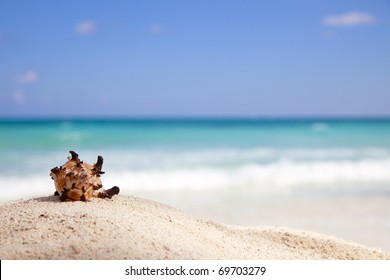 Murex Endivia sea shell on a beach, emerald green sea on background