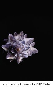 Murex Sea Shell Isolated On Black Background.