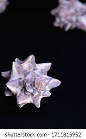 Murex Sea Shell Isolated On Black Background.