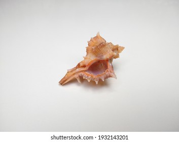 Murex Sea Snail Shell Isolated On White Background