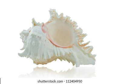 The Murex Shell Isolated On White Background