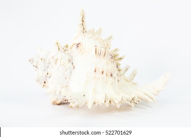 Murex Shell Isolated On White,Ramose Murex