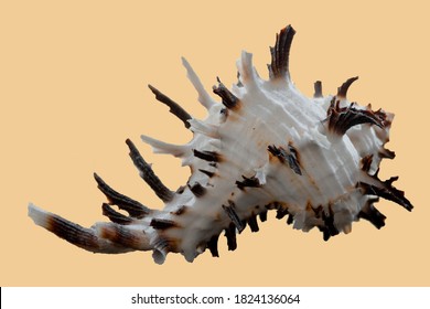 Murex Shell On Orange Background