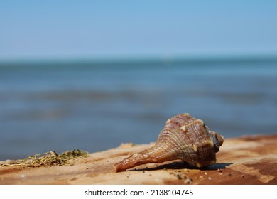 Murex Shell On Trunk Of Sea