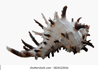 Murex Shell On White Background