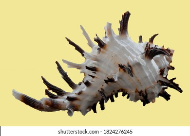 Murex Shell On Yellow Background