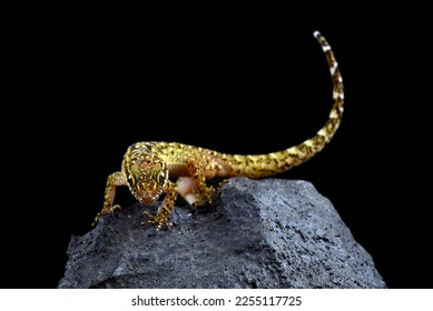 The muria rock gecko on a rock - Shutterstock ID 2255117725