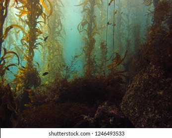 A murky and eerie glimpse into a kelp forest - Shutterstock ID 1246493533