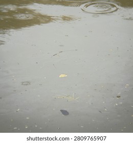 Murky gray water surface with falling raindrop ripples and scattered floating plant debris. Nature environment concept