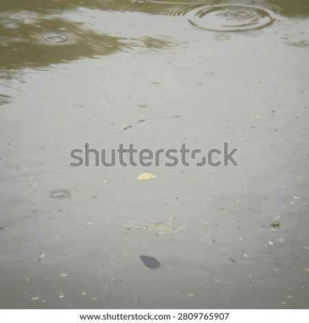 Murky gray water surface with falling raindrop ripples and scattered floating plant debris. Nature environment concept