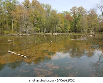 murky or muddy water in lake or pond with algae and plants and goose - Shutterstock ID 1406692052