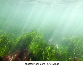 Murky ocean water and sea grass at La Jolla Cove in San Diego County, California. - Shutterstock ID 57317020