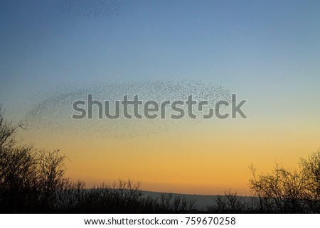 murmuration in dorset