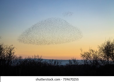 Murmuration Over Shell Bay