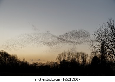 Murmuration Of The Starlings During A Sunset.