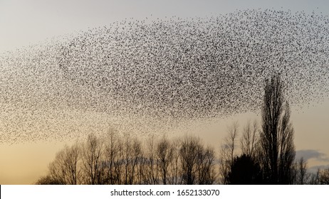 Murmuration Of The Starlings During A Sunset.