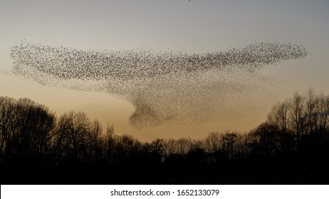 Murmuration Of The Starlings During A Sunset.