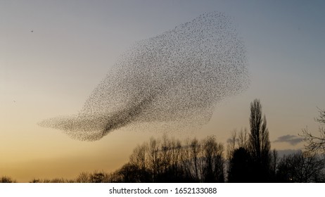 Murmuration Of The Starlings During A Sunset.