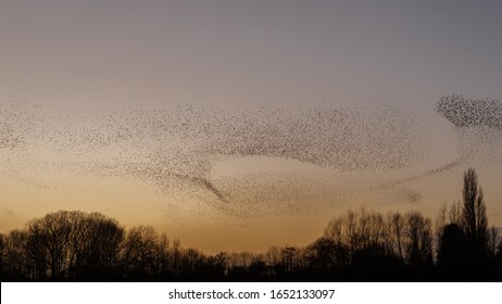 Murmuration Of The Starlings During A Sunset.