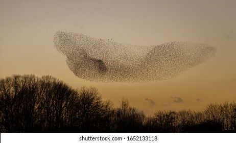 Murmuration Of The Starlings During A Sunset.