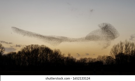 Murmuration Of The Starlings During A Sunset.