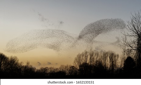 Murmuration Of The Starlings During A Sunset.