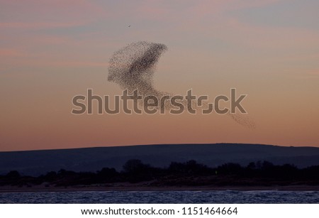 Murmuration of starlings flocking above reed beds in late evening with sunset background