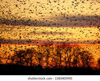 A Murmuration Of Starlings Over The Somerset Levels