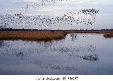 A Murmuration Of Starlings, A Spectacular Aerobatic Display Of A Large Number Of Birds In Flight At Dusk Over The Countryside