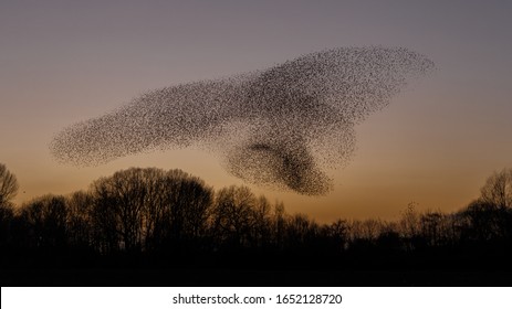 Murmuration Of The Starlings In A Sunset 