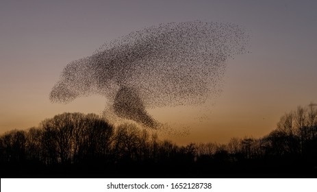 Murmuration Of The Starlings In A Sunset 