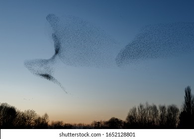 Murmuration Of The Starlings In A Sunset 