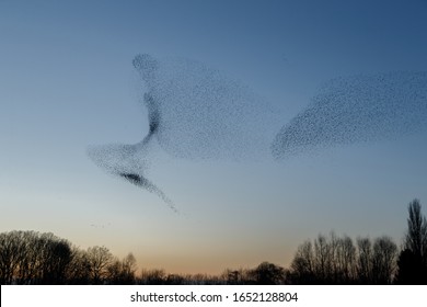 Murmuration Of The Starlings In A Sunset 