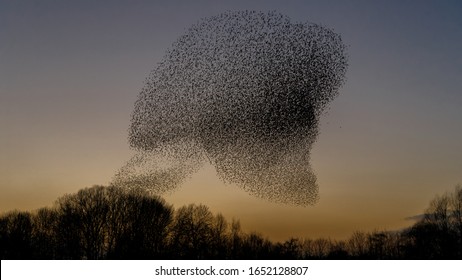 Murmuration Of The Starlings In A Sunset 