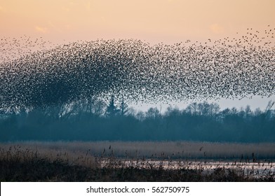 A Murmuration Of Starlings As They Come To Roost At Shapwick Heath Nature Reserve, Somerset UK