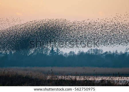 A murmuration of starlings as they come to roost at Shapwick Heath nature reserve, Somerset UK