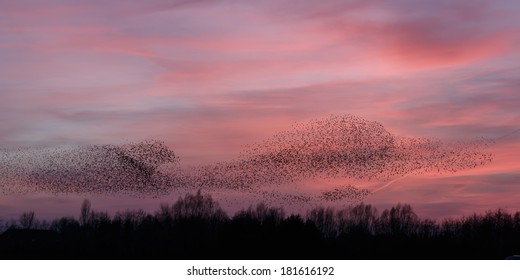 The Murmurations Of Starlings In A Sunset