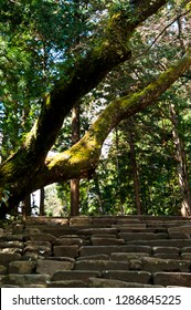 Muro-ji Temple Is A Temple Of The Mt. Shingon Buddhism Muro-ji Temple Group Omoto In Uda-shi, Nara.