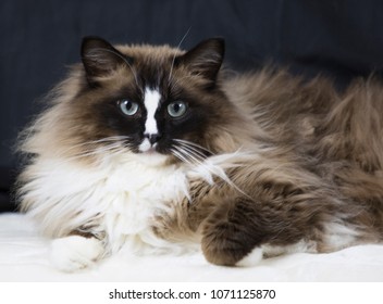 seal mitted ragdoll with blaze