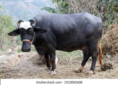 Clancy salat Majestætisk Murrah Buffalo Breed Water Buffalo Mainly Stock Photo (Edit Now) 1513002608