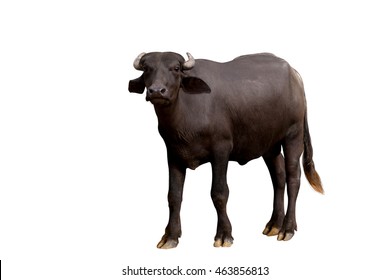 Murrah buffalo on white background and Clipping path