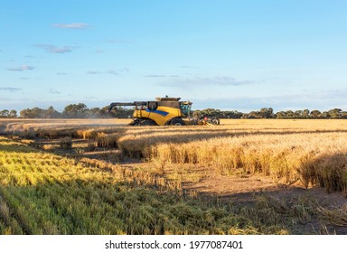 Murrami, New South Wales, Australia - May 6, 2021: Harvesting Rice on the farm near Griffith in New South Wales, Australia
