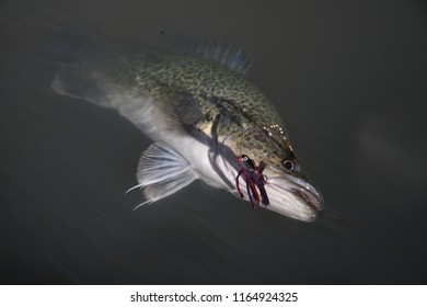 Murray cod