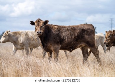 Murray Grey Beef Cows, Grazing Dry Grass In Summer In A Drought In Australia 