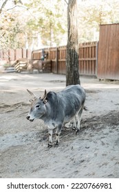 The Murray Grey Cow Is An Australian Breed Of Polled Beef Cattle