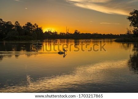 The Murray River Eucalyptus trees and Pelicans during the beautiful sunset Stock foto © 