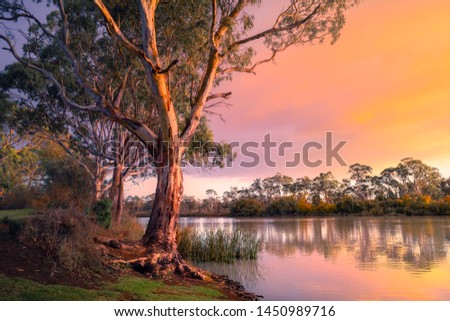 Murray River in South Australia Stock foto © 